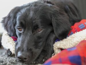 6 Dogs That Look Like Black Golden Retrievers