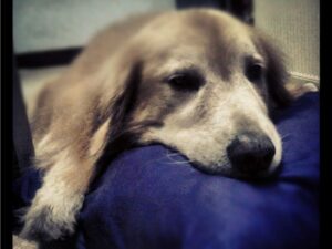 Golden Retriever Rescues in Florida