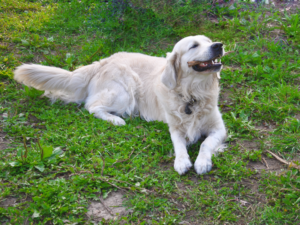Food Aggression In Golden Retrievers