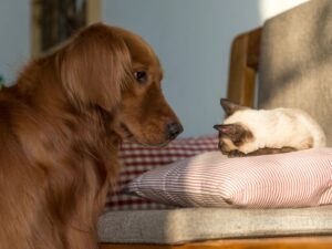 Getting A New Cat When You Have A Golden Retriever