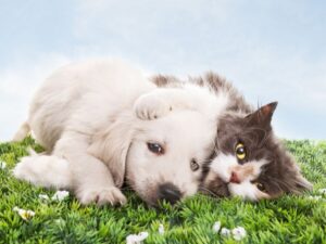 Getting A New Golden Retriever When You Have A Cat