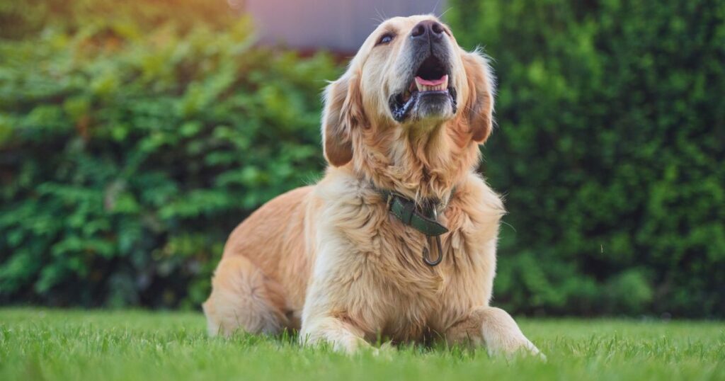 Golden Retriever Behavior Problems Common Issues & How To Fix Them