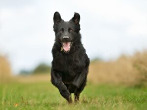 Golden Retriever & Black German Shepherd Mix