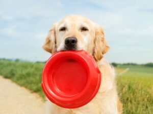Golden Retriever Health Issues That Can Be Food-Related