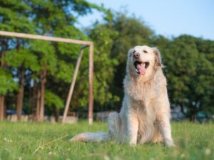 Golden Retriever Overview