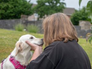 Golden Retriever Rescues In Florida