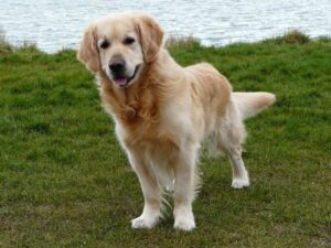Golden Retriever Rescues Near Colorado