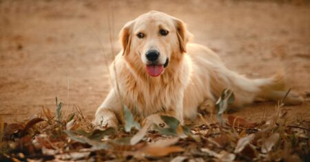 Golden Retriever Rescues in Colorado