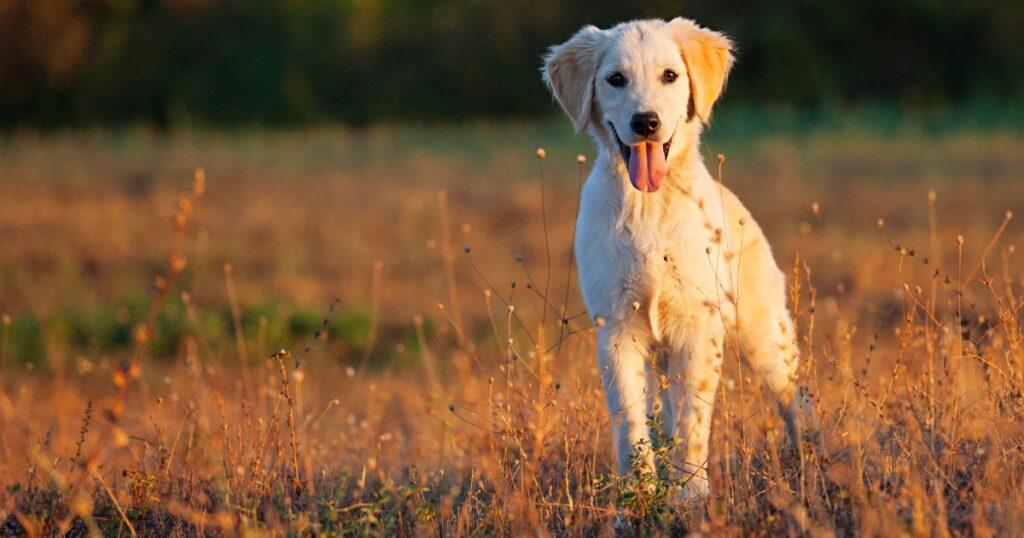 Golden Retriever Rescues in Every State