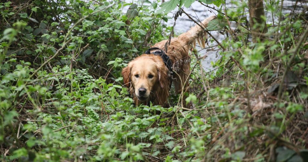 Golden Retriever Rescues in Florida