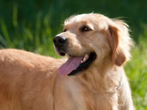 Golden Retriever Resources