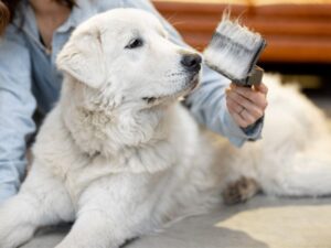 Golden Retriever Shedding