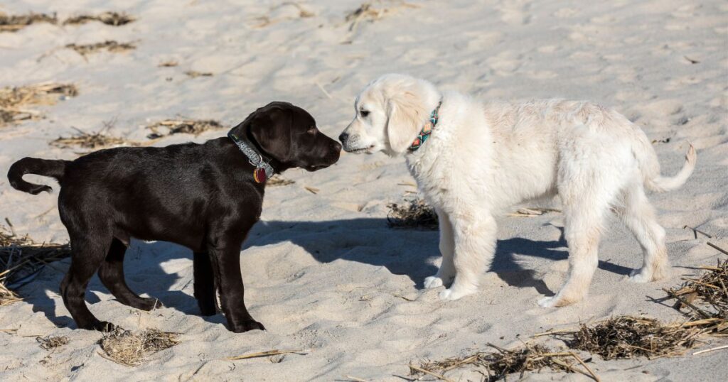 Golden Retriever vs. Labrador Retriever 16 Differences To Help You Choose