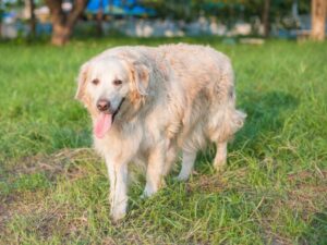 Golden Retrievers - Size
