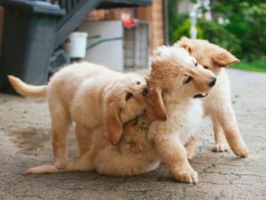 Help, My Puppy Won't Stop Biting Me!