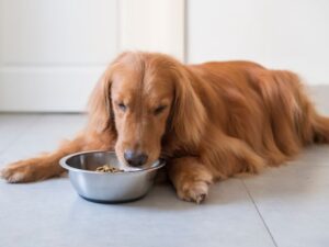 How Do You Choose A High-Quality Food For Your Golden Retriever
