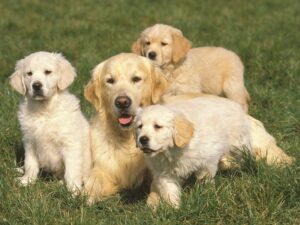 How Do You Know If A Breeder Is Reputable