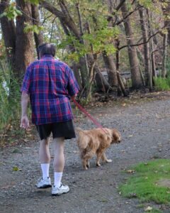 How Long Does It Take To Teach Your Golden To Walk On A Leash (2)