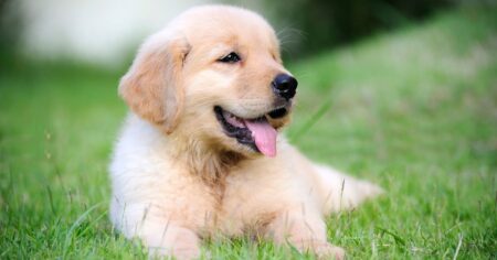 How Much Do Golden Retrievers Cost