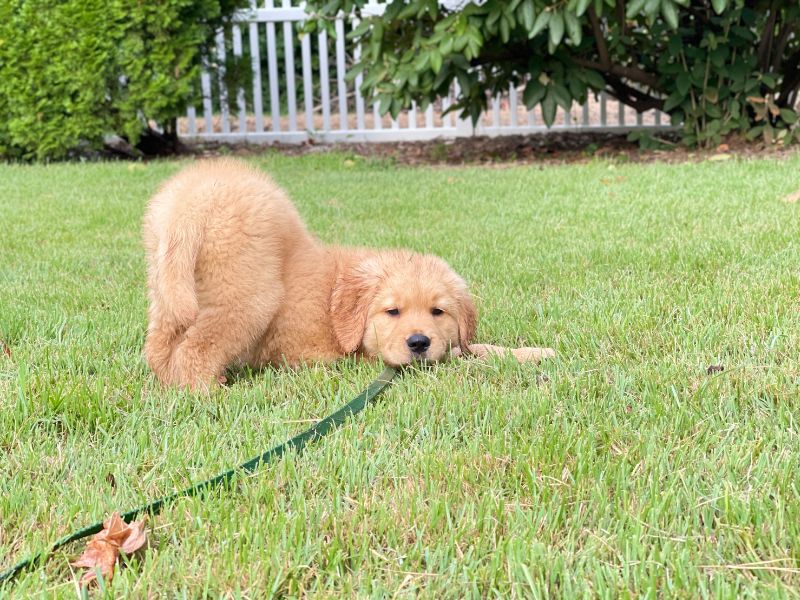 How Much Exercise Do Golden Retriever Puppies Need