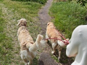 How Much Exercise Does Your Adult Golden Retriever Need
