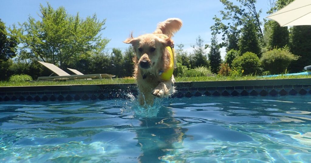 How Much Exercise Golden Retrievers Actually Need