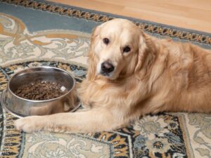How Much To Feed Your Adult Golden Retriever