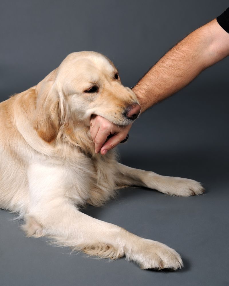 How Puppies Learn To Control Their Bite Force