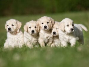 How To Find A Reputable Breeder