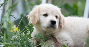 How To Find a Reputable Golden Retriever Breeder