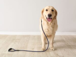 How To Introduce Your Puppy To The Leash And Harness