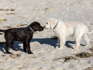 How To Prevent Aggression In Golden Retrievers
