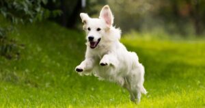 How To Teach Your Golden Retriever To Stop Jumping (Step by Step)