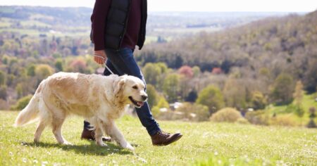 How To Teach Your Golden Retriever To Walk on a Leash (Without Pulling)