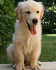 How To Teach Your Puppy To Not Jump On Other People