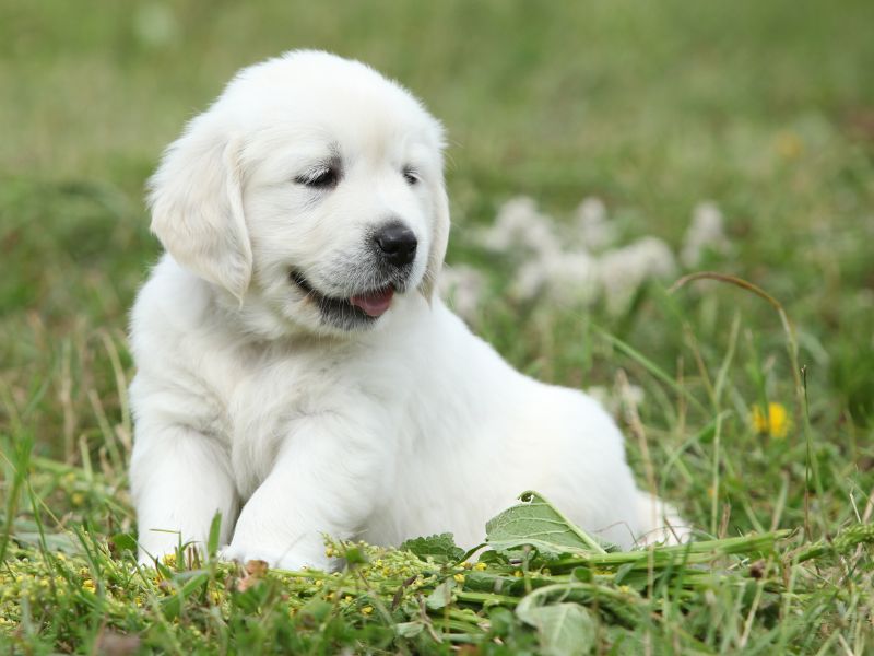 How To Teach Your Puppy To Sit Step By Step