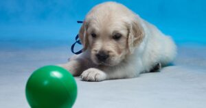 How To Train Your Golden Retriever Puppy