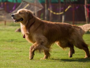 How To Train Your Golden Retriever To Come When Called