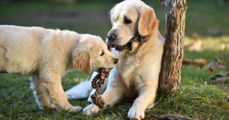 How To Train Your Golden Retriever To Drop It