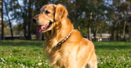 How To Train Your Golden Retriever To Leave It