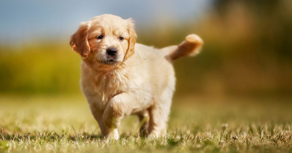 How To Train a Golden Retriever To Come When Called