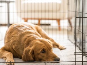 Is Your Puppy Crying Because He's Bored