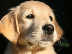 Is Your Puppy Crying Because He's Hurt