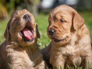 Is Your Puppy Crying Because He's Uncomfortable