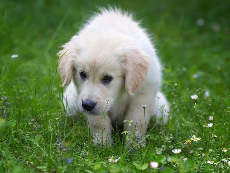 Is Your Puppy Crying Because She Needs To Potty