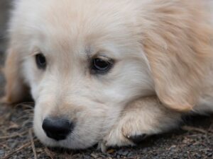 Is Your Puppy Crying Because She Wants Attention
