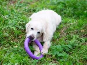 Is Your Puppy Crying Because She's Not Tired