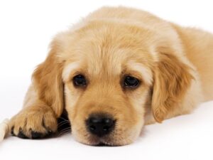 Is Your Puppy Crying Because She's Scared or Lonely