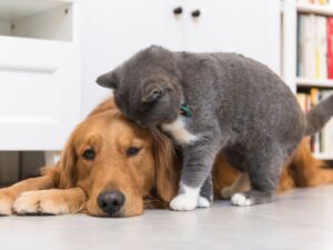 Keep Your Golden Retriever's Energy Under Control