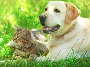 Labradors -Are Golden Retrievers Or Labs Good With Cats
